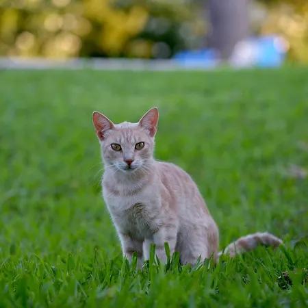 Stefanos