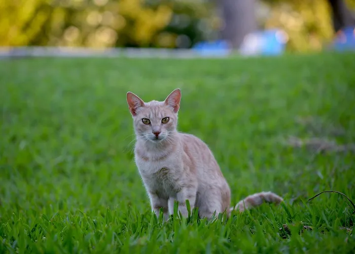 Stefanos
