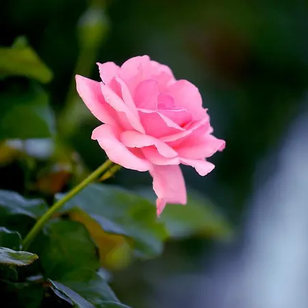 Stefanos Resort Apartment